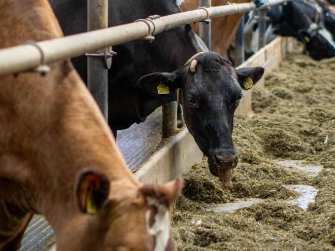 Easy Transition produkt