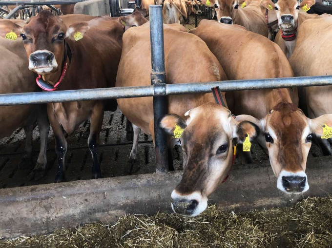 Nysgerrige jersey-køer