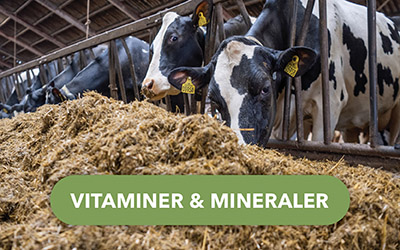 billedknap - vitaminer og mineraler