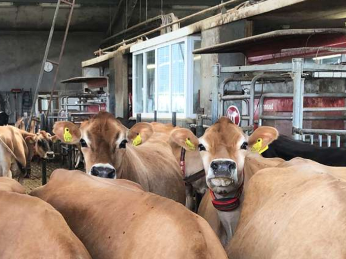 Robotfodring - nyheder