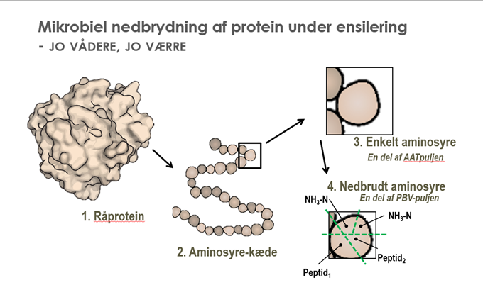 Råprotein opløses til proteinkæder...