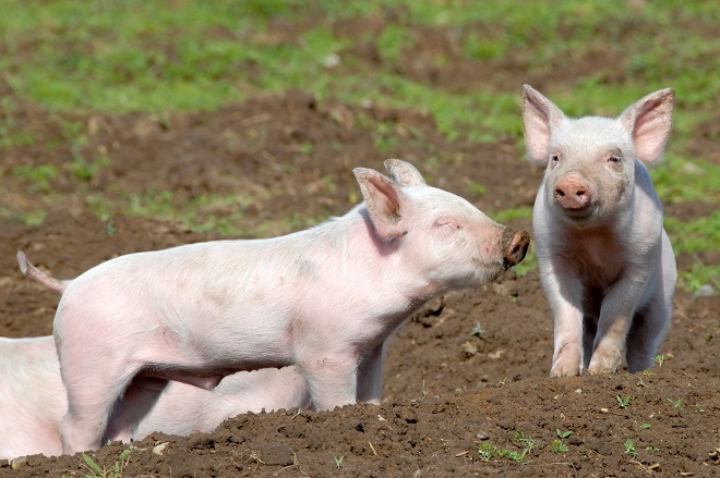 Få den bedste svinefoder til dine økologiske svin
