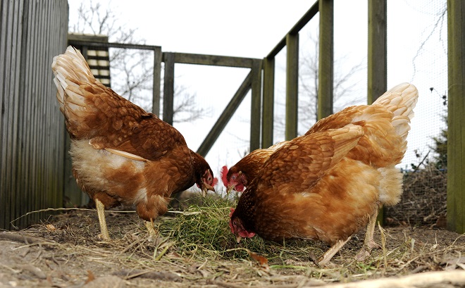 Økologiske høns får den rigtige foder hos DLG