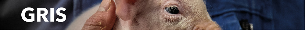 Overskriftbanner - Gris - Reklameavis