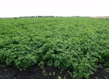 Grøn kartoffelmark