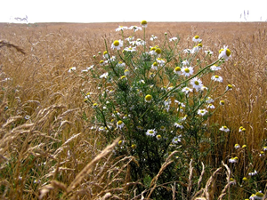 Blomster