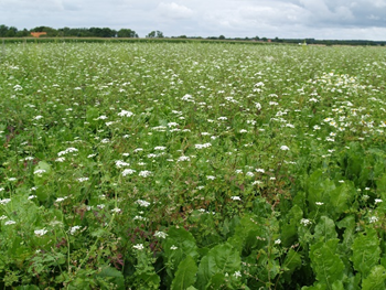 blomster