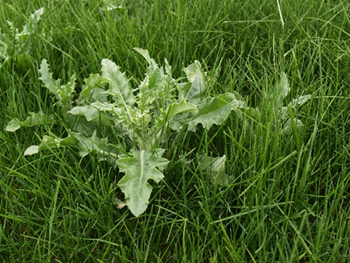 plante3