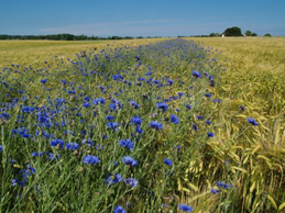 blomster