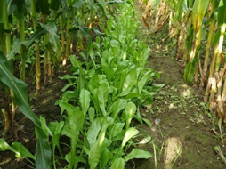 plante4