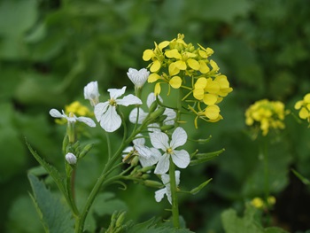 Blomst