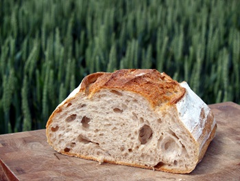 Brød