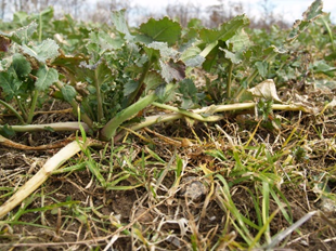 Plante2