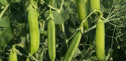 DLG Group invests heavily in pea proteins in Germany