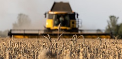 Høstbetingelser: DLG holder fast i ny afregningsmodel
